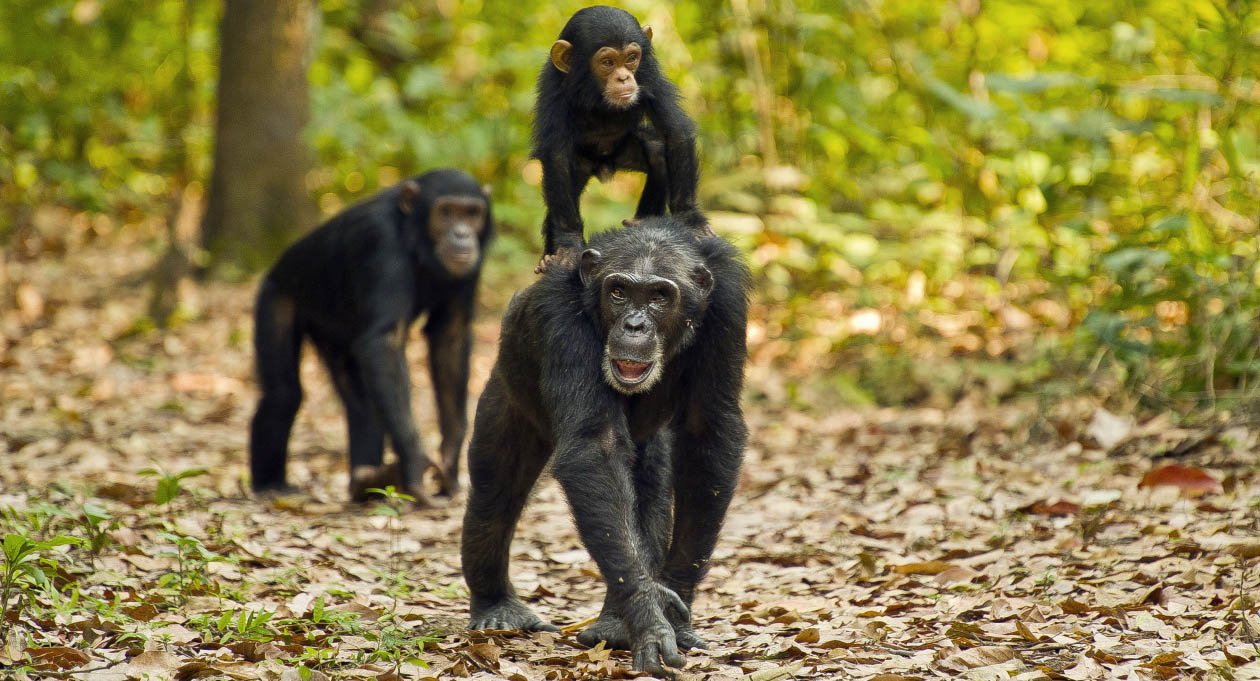 Gombe Stream National Park National Park Tanzania