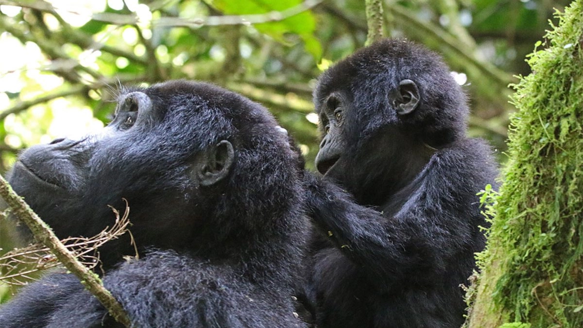 Gorilla trekking sectors in Bwindi National Park Uganda