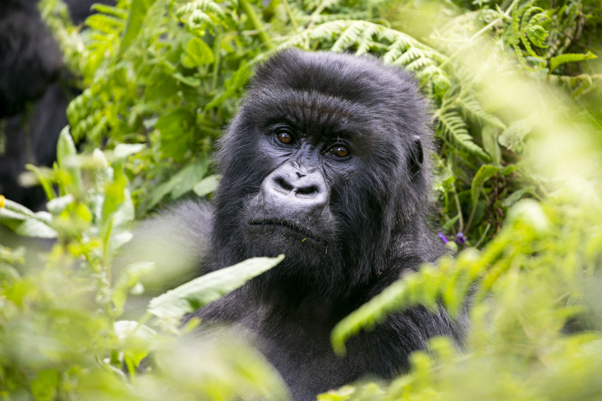 Mountain Gorillas