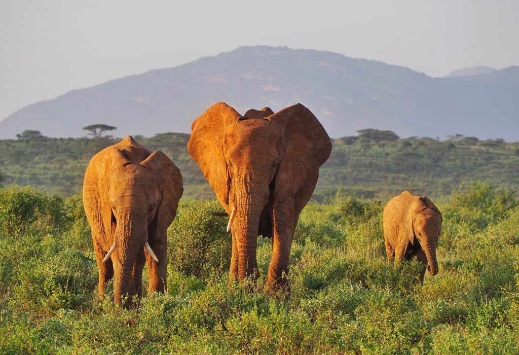 African Wildlife Safari in Kenya