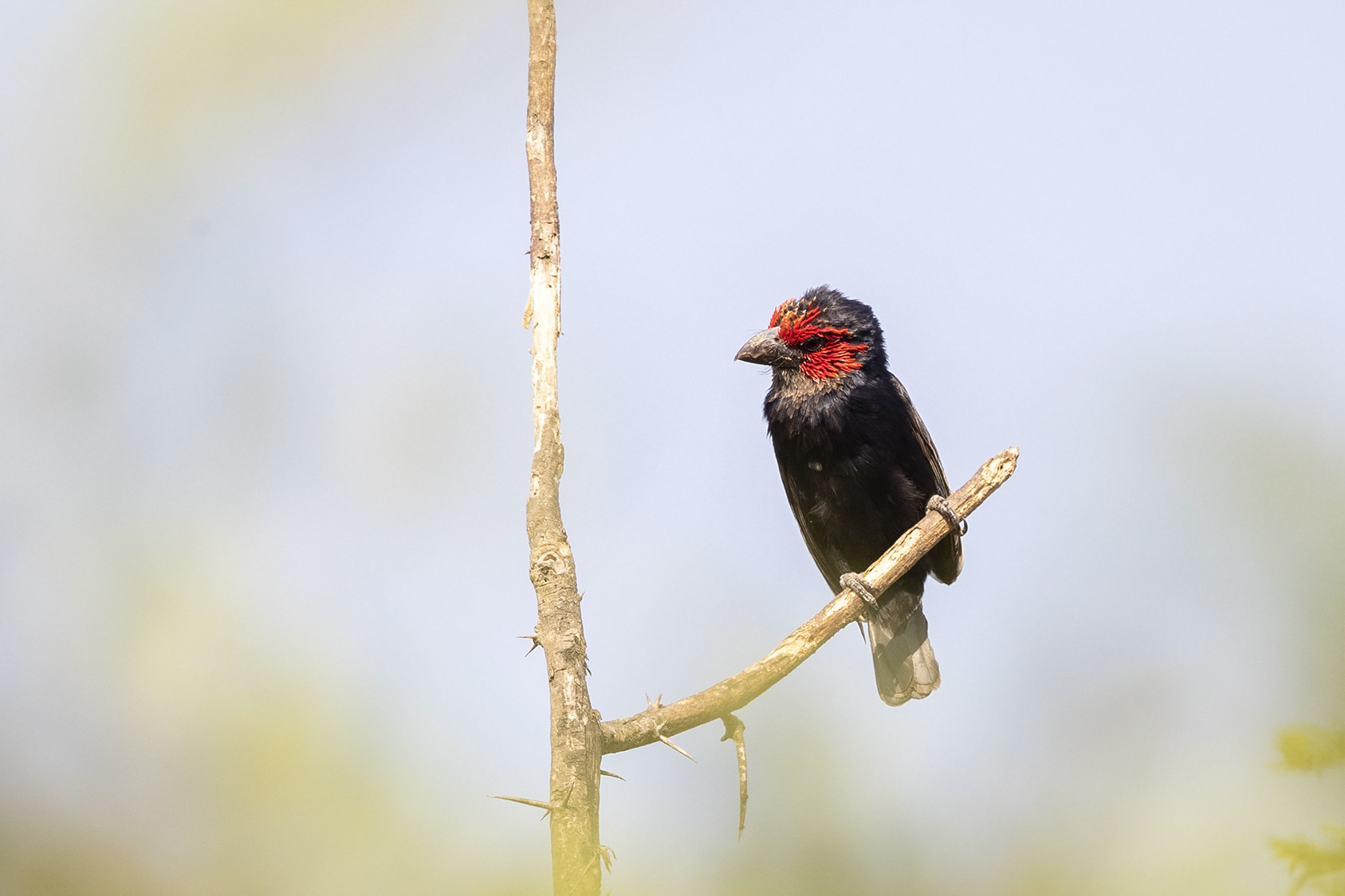 Birds in Uganda