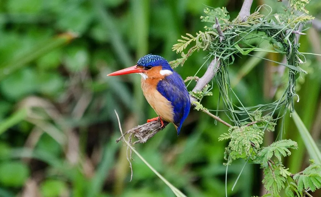 Best time to do birdwatching in Uganda?