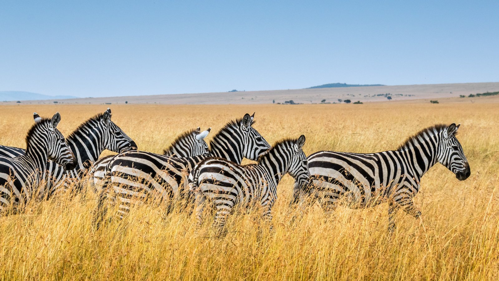 Mikumi National Park