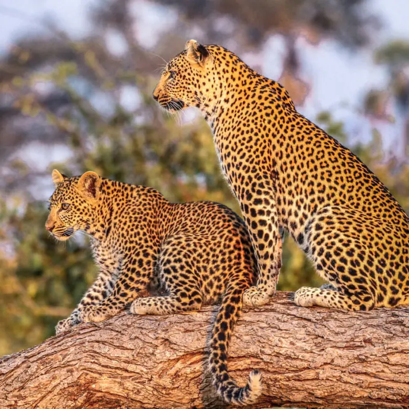 Ruaha National Park