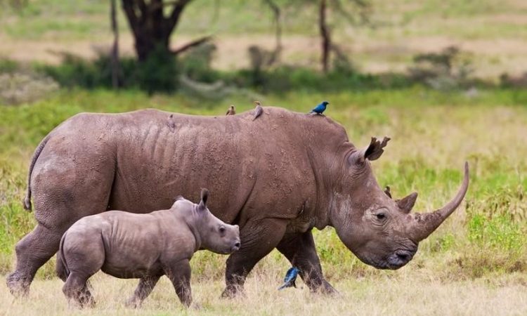 Lake Nakuru National Park