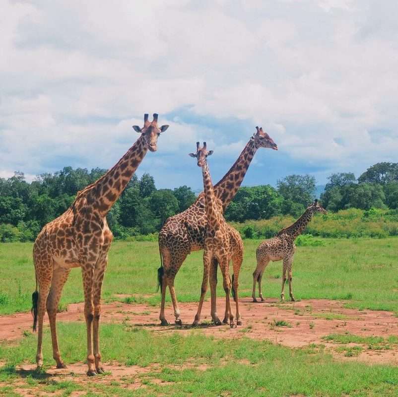 Shimba Hills National Reserve