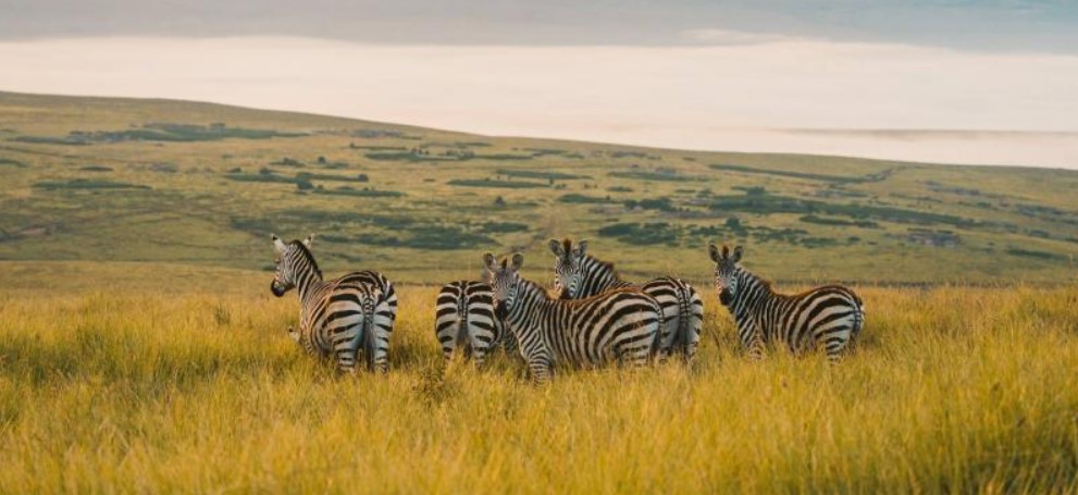 Ngorongoro conservation area