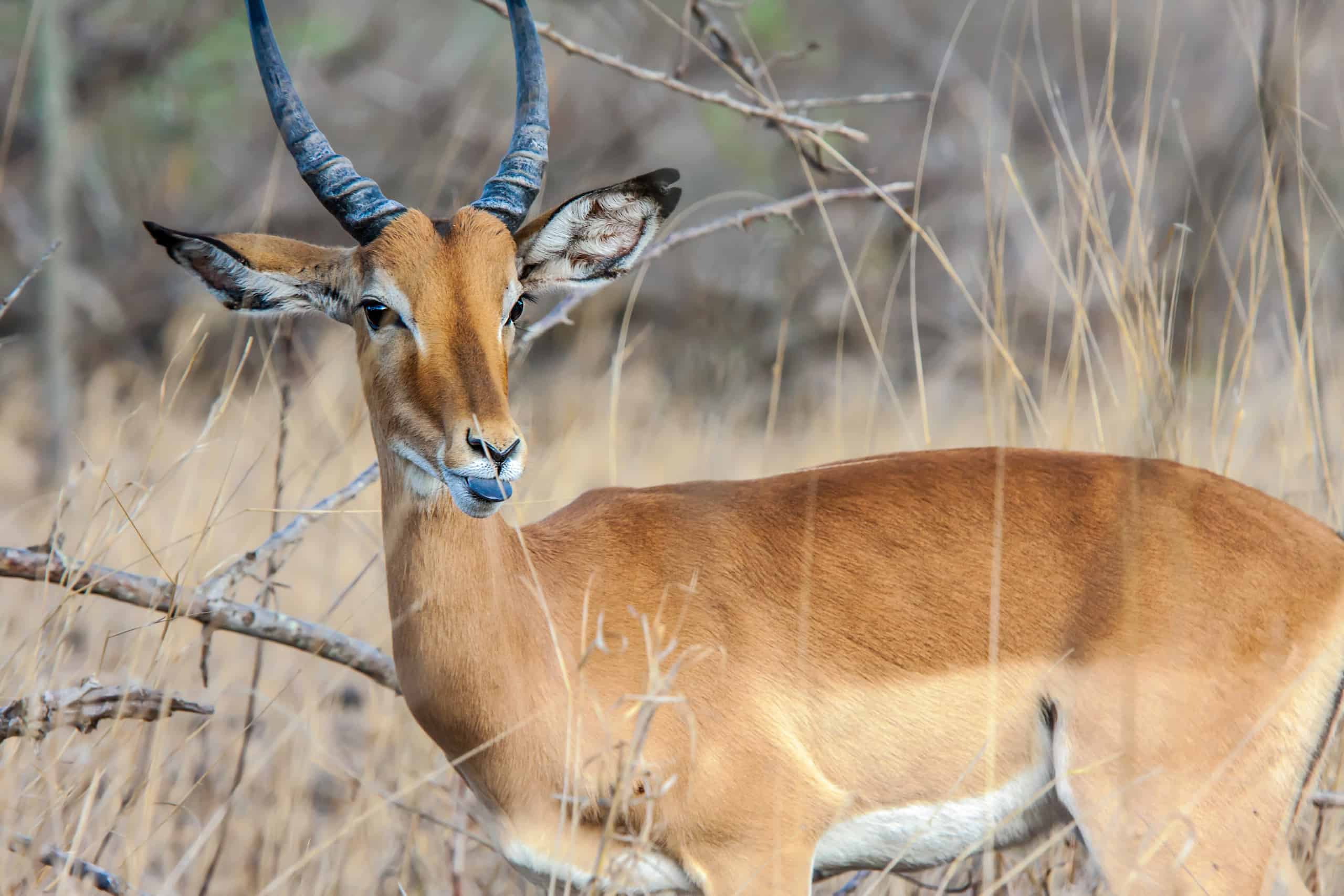 Ol Donyo Sabuk National Park