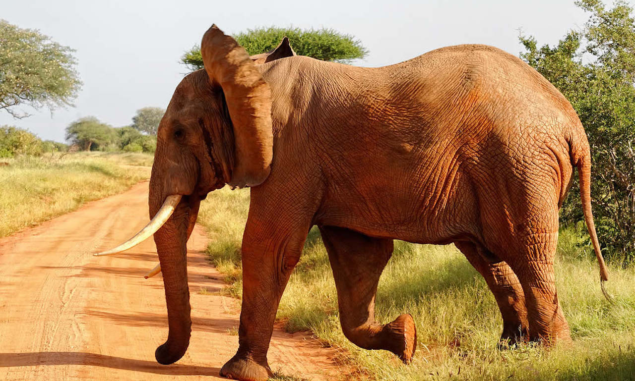 Tsavo East National Park