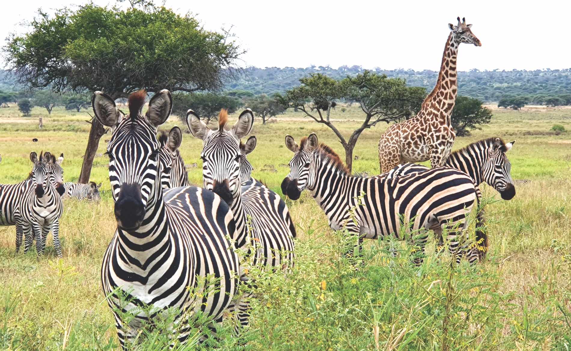 Tarangire National Park