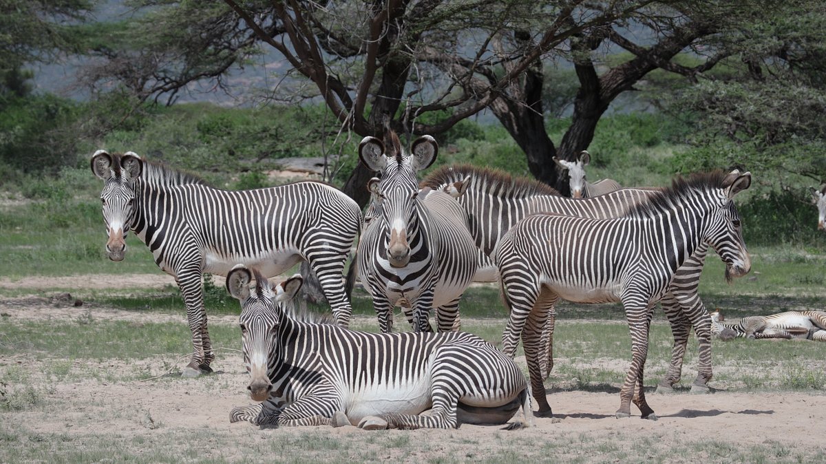 Shaba National Reserve