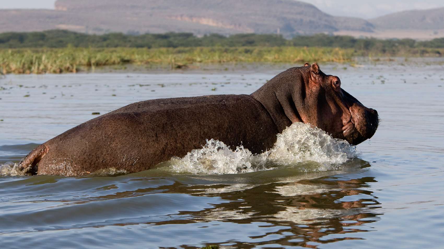 Lake Naivasha National Park