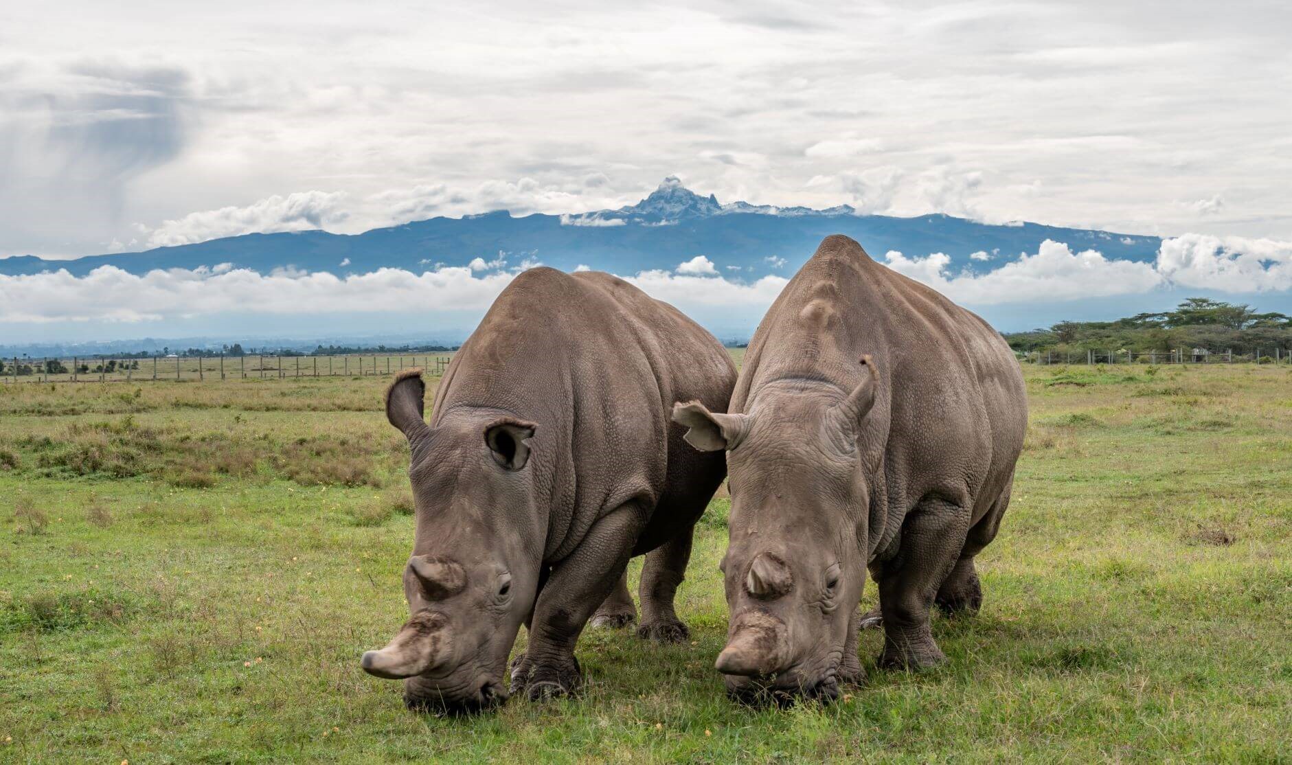 Ol Pejeta Conservancy