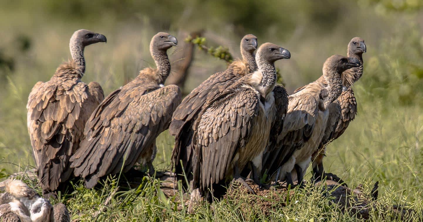 Serengeti national park