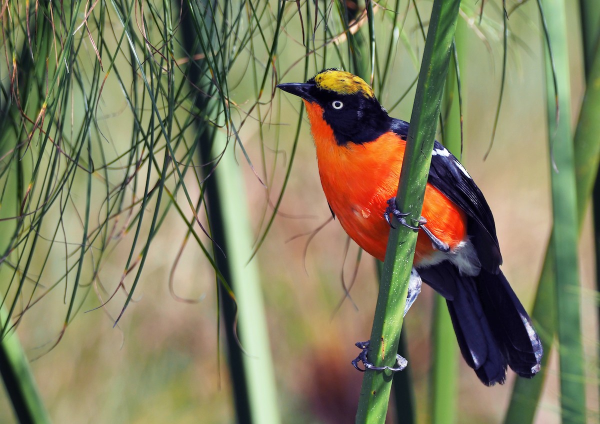 Safaris In Akagera National Park