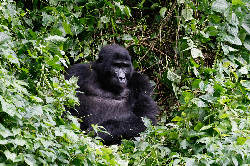 When Is The Best Time To Book A Gorilla Permit For The Wet Season In Uganda And Rwanda?