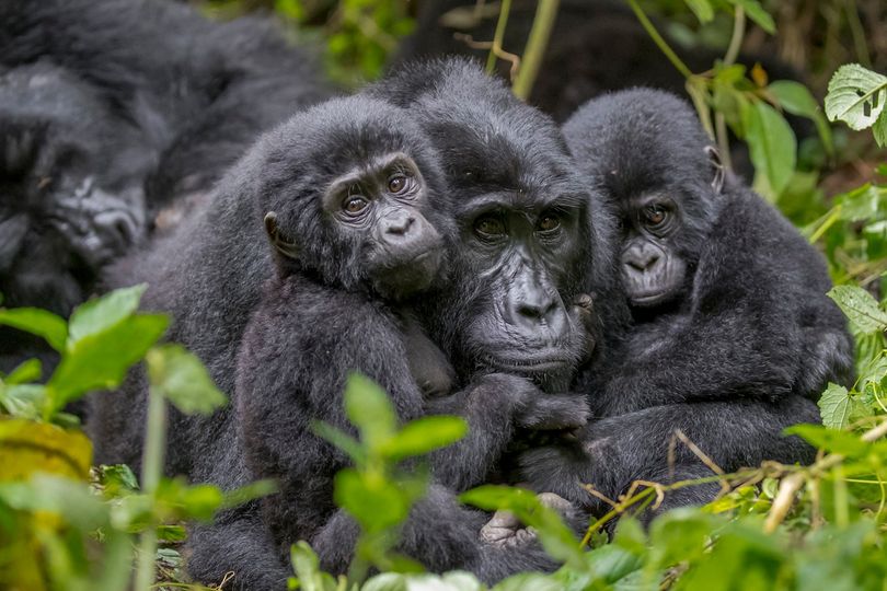 Mubare Gorilla Family in Bwindi National Park