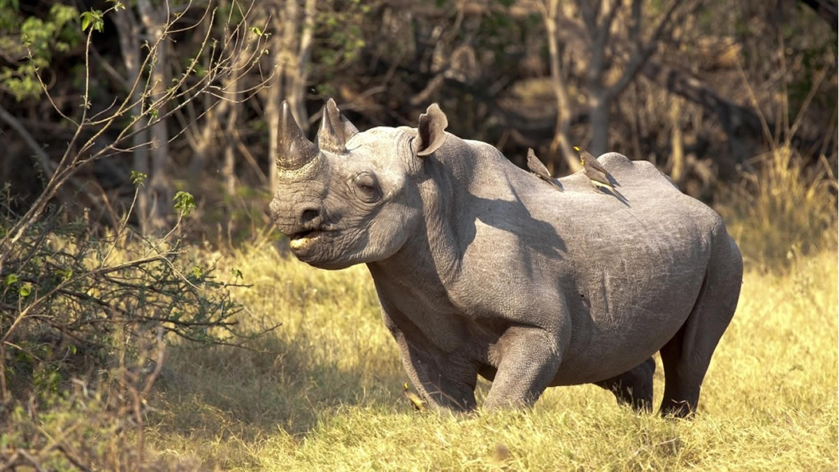 Ziwa rhino sanctuary