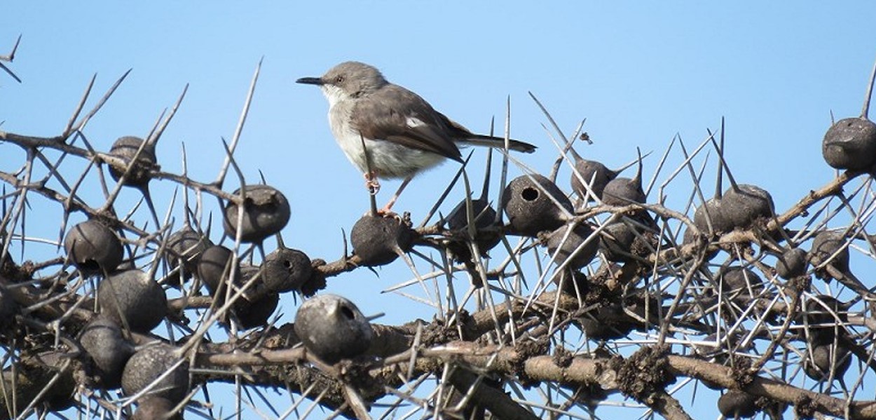 Safari in Kidepo Valley National Park