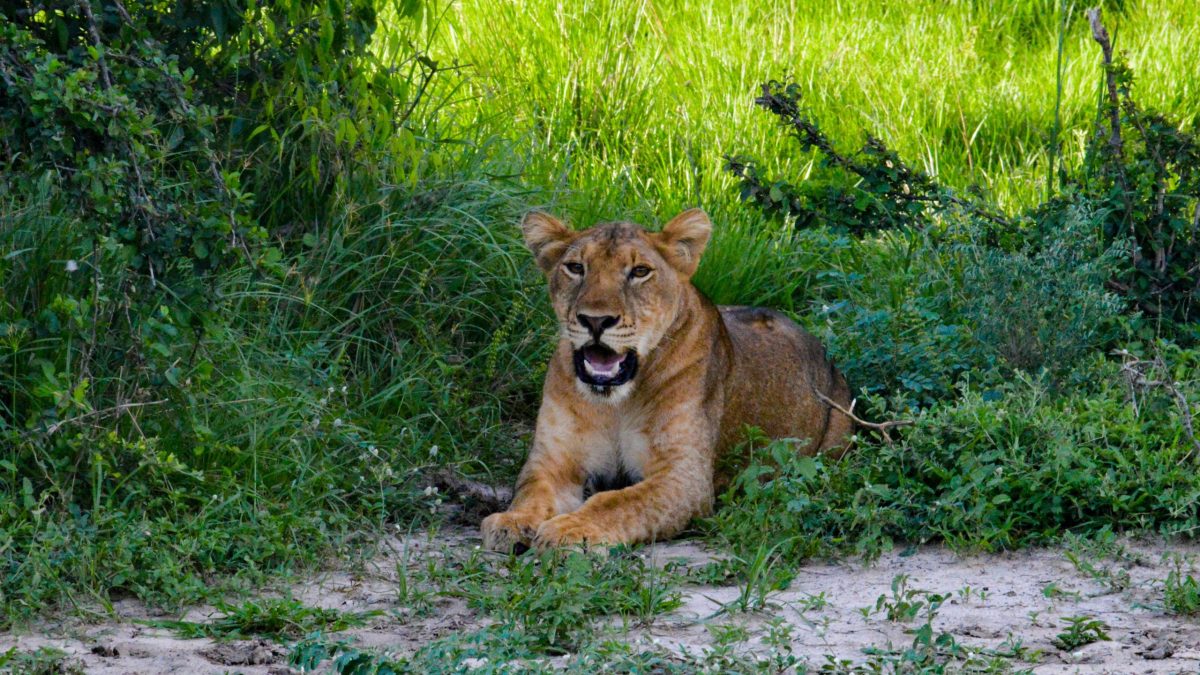 Lion Tracking In Ishasha Sector