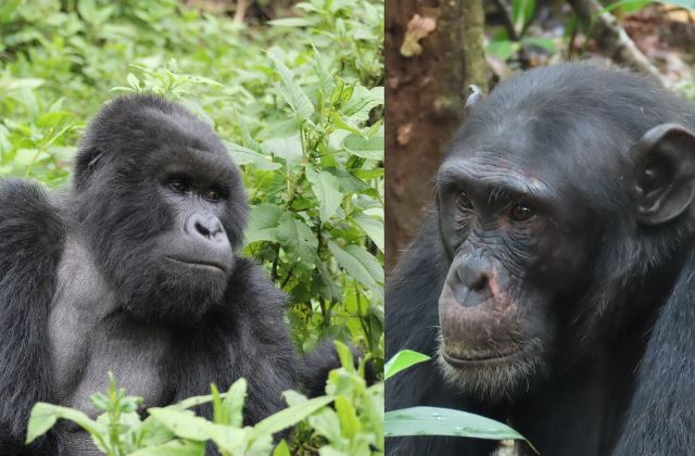 What Is Stronger A Chimpanzee Or A Gorilla?