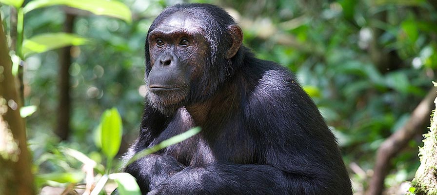 Gorilla Trekking Safaris Vs Chimpanzee Trekking Safaris